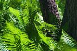 Forest Ferns_48917